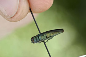 Emerald Ash Borer